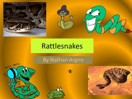 Rattlesnakes By Nathan Argiro Patterns on rattlesnakes often help to hide them, by making them look like the ground they are lying on.