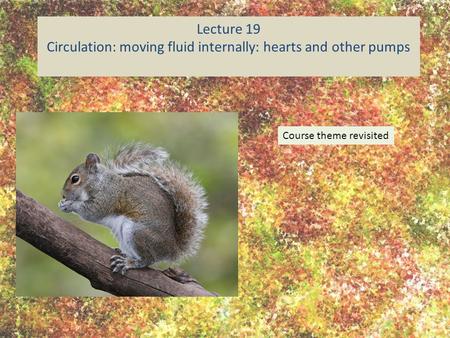 Lecture 19 Circulation: moving fluid internally: hearts and other pumps Course theme revisited.