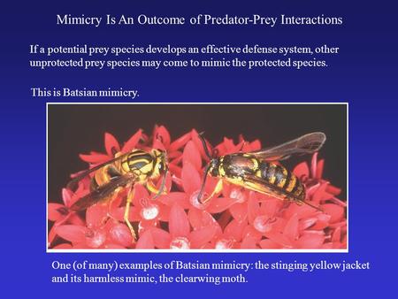 Mimicry Is An Outcome of Predator-Prey Interactions If a potential prey species develops an effective defense system, other unprotected prey species may.