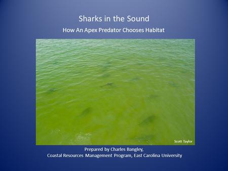 Sharks in the Sound How An Apex Predator Chooses Habitat Prepared by Charles Bangley, Coastal Resources Management Program, East Carolina University Scott.