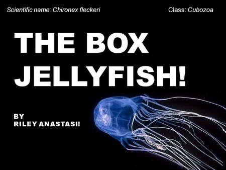 The Box Jellyfish! Scientific name: Chironex fleckeri Class: Cubozoa