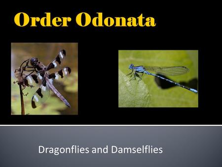 Dragonflies and Damselflies.  Wings extend laterally while at rest Stout Body Elongate Membranous Wings Compound Eyes.