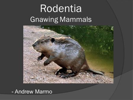 Rodentia Gnawing Mammals - Andrew Marmo. Skull Characteristics  A pair of upper and lower incisors Single open root Continuously growing  Enamel on.