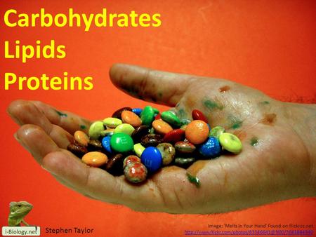 Carbohydrates Lipids Proteins Stephen Taylor