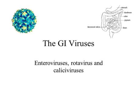 The GI Viruses Enteroviruses, rotavirus and caliciviruses.