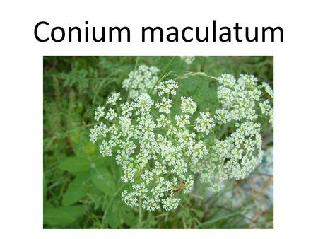 Conium maculatum.