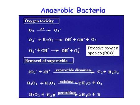 Anaerobic Bacteria Reactive oxygen species (ROS).