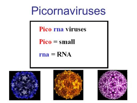 Picornaviruses.