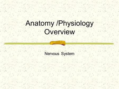 Anatomy /Physiology Overview Nervous System. The human nervous system is highly complex. It is divided into the central nervous system, consisting of.