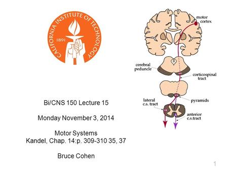 1 Bi/CNS 150 Lecture 15 Monday November 3, 2014 Motor Systems Kandel, Chap. 14:p. 309-310 35, 37 Bruce Cohen.