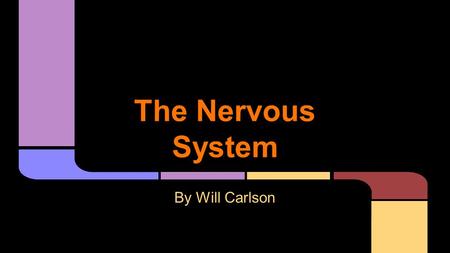 The Nervous System By Will Carlson. ❏ Fibers Start at the Brain ❏ Muscles are controlled by neurons ❏ Signals are sent through fibers called axons ❏ Senses,