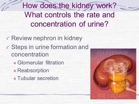 How does the kidney work? What controls the rate and concentration of urine? Review nephron in kidney Steps in urine formation and concentration Glomerular.
