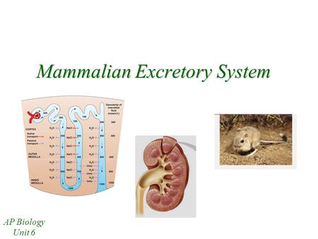 Mammalian Excretory System