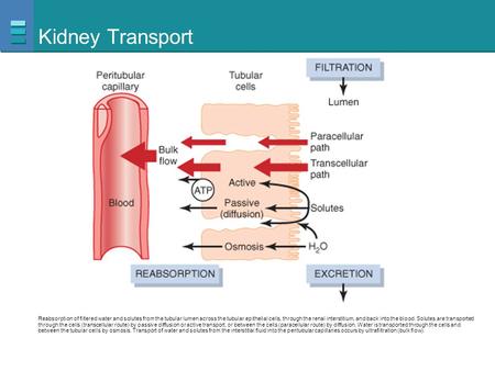 Kidney Transport Reabsorption of filtered water and solutes from the tubular lumen across the tubular epithelial cells, through the renal interstitium,
