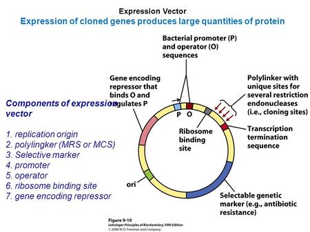 Expression Vector Expression of cloned genes produces large quantities of protein Components of expression vector 1. replication origin 2. polylingker.