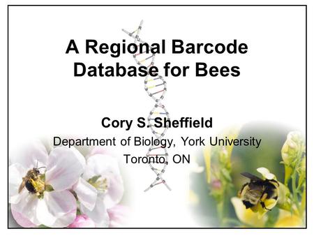 A Regional Barcode Database for Bees Cory S. Sheffield Department of Biology, York University Toronto, ON.