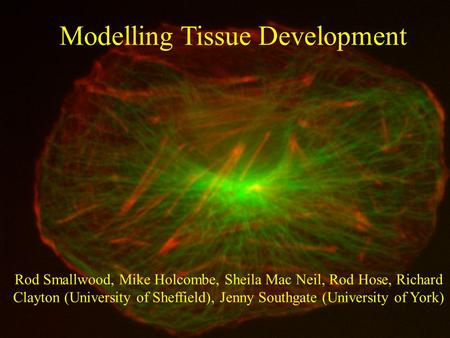 University of Sheffield www.dcs.shef.ac.uk/~rod/ Modelling Tissue Development Rod Smallwood, Mike Holcombe, Sheila Mac Neil, Rod Hose, Richard Clayton.