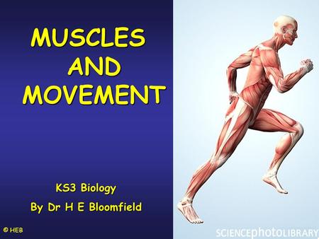 MUSCLES AND MOVEMENT KS3 Biology By Dr H E Bloomfield © HEB.