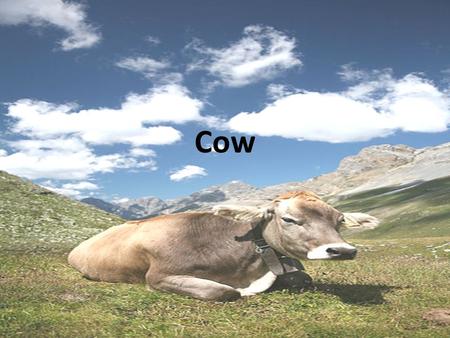 Cow. Cattle are raised as livestock for meat (beef and veal), as dairy animals for milk and other dairy products, and as draft animals (oxen / bullocks)