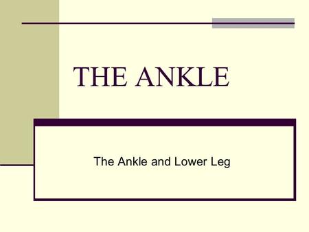 THE ANKLE The Ankle and Lower Leg.