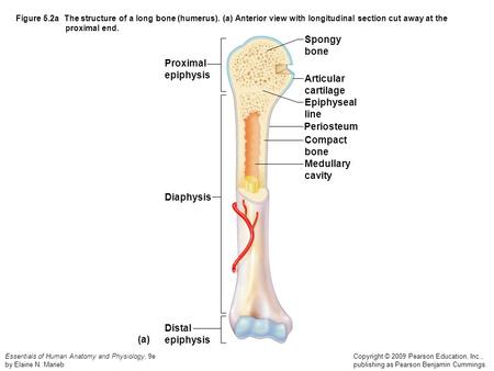 Spongy bone Proximal epiphysis Articular cartilage Epiphyseal line