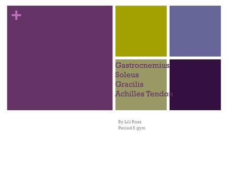 + Gastrocnemius Soleus Gracilis Achilles Tendon By Lili Ross Period 5 gym.