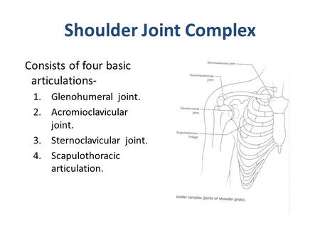 Shoulder Joint Complex