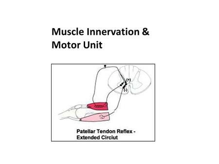 Muscle Innervation & Motor Unit.