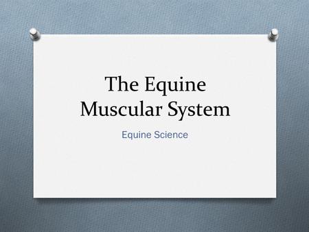 The Equine Muscular System