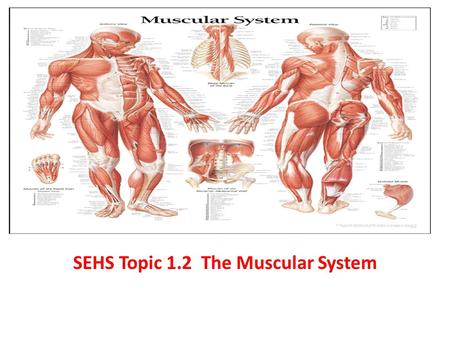 SEHS Topic 1.2 The Muscular System