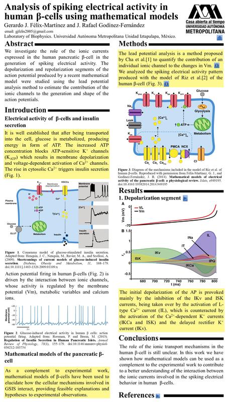 Abstract We investigate the role of the ionic currents expressed in the human pancreatic β-cell in the generation of spiking electrical activity. The depolarization.
