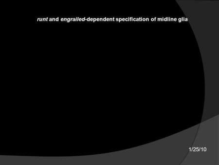 1/25/10 runt and engrailed-dependent specification of midline glia.