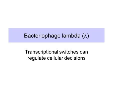 Bacteriophage lambda ( ) Transcriptional switches can regulate cellular decisions.