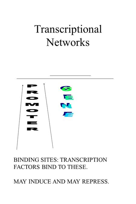 Transcriptional Networks BINDING SITES: TRANSCRIPTION FACTORS BIND TO THESE. MAY INDUCE AND MAY REPRESS.