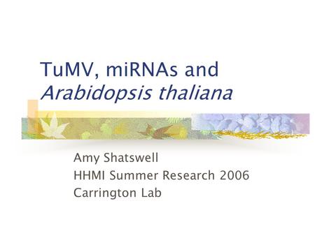 TuMV, miRNAs and Arabidopsis thaliana Amy Shatswell HHMI Summer Research 2006 Carrington Lab.