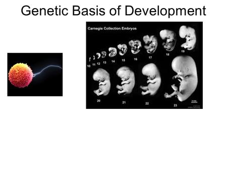 Genetic Basis of Development. Eukaryotic Genome Organization Prokaryotic cell vs Eukaryotic cell.