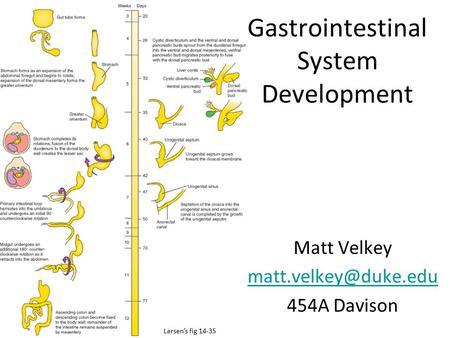Gastrointestinal System Development