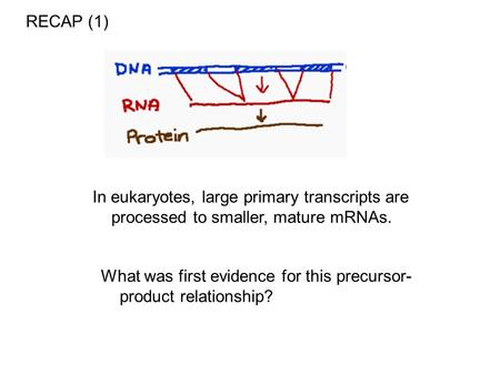 RECAP (1) In eukaryotes, large primary transcripts are processed to smaller, mature mRNAs. What was first evidence for this precursor-product relationship?