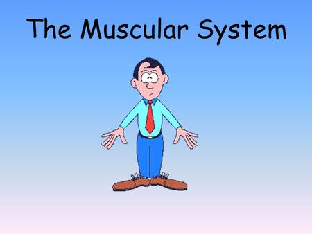 The Muscular System.