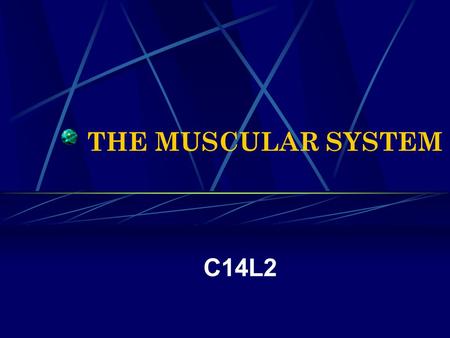 THE MUSCULAR SYSTEM C14L2.