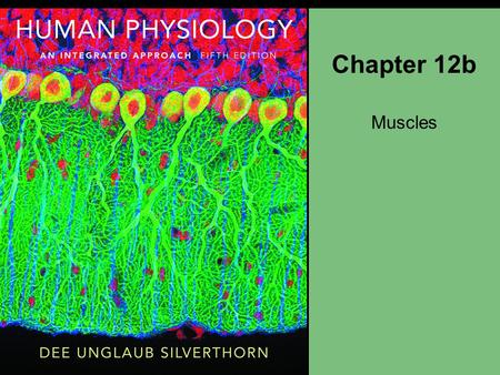 Chapter 12b Muscles.