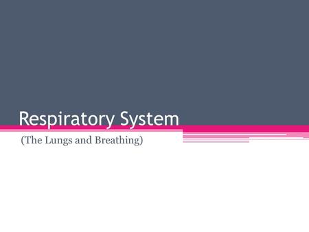 Respiratory System (The Lungs and Breathing). Before ExerciseAfter intense exercise Breathing is regular Breaths have less volume Enough oxygen is being.