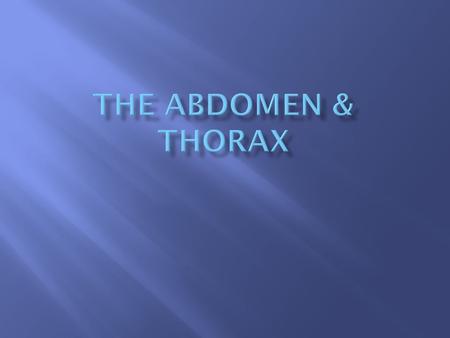 The Abdomen & Thorax.