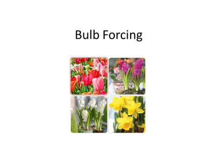 Bulb Forcing. Bulbs we are growing this year Easter Sale – Daffodil – Tulip – Hyacinth – Muscari Holiday & January plant décor in district office.