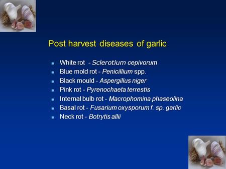 Post harvest diseases of garlic