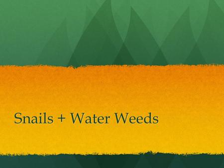 Snails + Water Weeds.