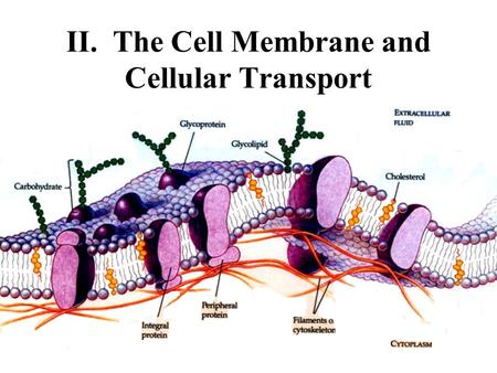 II. The Cell Membrane and Cellular Transport. A. Membrane Function 1.Membranes are Selectively Permeable. That is, they control what materials enter and.