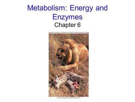 Metabolism: Energy and Enzymes Chapter 6. 2 Flow of Energy Energy: the capacity to do work -kinetic energy: the energy of motion -potential energy: stored.