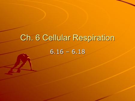 Ch. 6 Cellular Respiration 6.16 – 6.18. Cells use many kinds of organic molecules as fuel for cellular respiration Where do we obtain most of our calories?