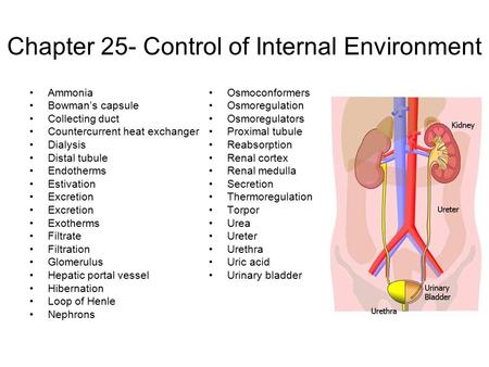 Chapter 25- Control of Internal Environment Ammonia Bowman’s capsule Collecting duct Countercurrent heat exchanger Dialysis Distal tubule Endotherms Estivation.